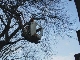 Bume wurden durch den Bauhof zurckgeschnitten