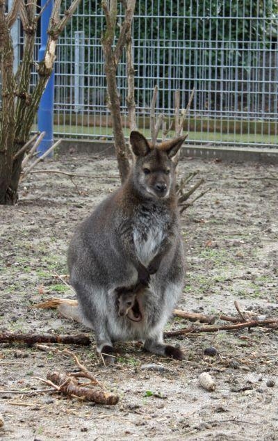 Zwergkngurus mit Nachwuchs im Vogel- und Tierpark Reilingen