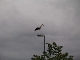 Storchenbesuch in Reilingen