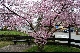 Ein rosa Bltenmeer der japanischen Kirschen