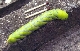 Ligusterschwrmerrume von 12 cm Lnge
