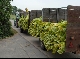 Tabakernte in Reilingen
