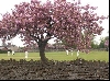 Sonntgliches Cricketspiel