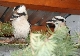 Ein kleiner Vogel spuckt ganz schn groe Tne