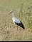 Storch auf Reilinger Gemarkung