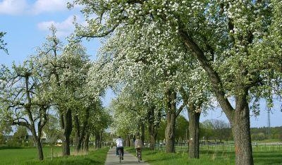 Obstbaumblte am Burgweg