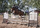 Springreiten in Reilingen