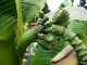 Bananen in Reilingen