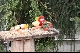 Pracht-Rosella im Farbenmeer