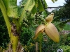 Bananen in Reilingen