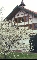 Kirschbaumblte in der Wrsch