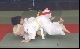 Vereinsmeisterschaften des Judo-Club-Reilingen