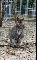 Zwergkngurus mit Nachwuchs im Vogel- und Tierpark Reilingen