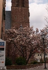 Magnolienbaum vor dem katholischen Pfarrhaus 