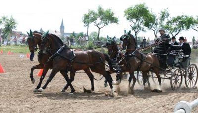 Spannender Pferdesport