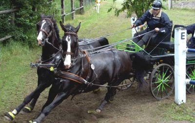 Hochklassiger Pferdesport in Reilingen