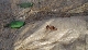 Hundekot auf landwirtschaftlichen Flchen