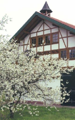 Kirschbaumblte in der Wrsch