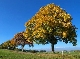 Bergahorn - Baum des Jahres 2009