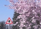 Japanische Kirschblte an der Haydnallee