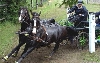 Hochklassiger Pferdesport in Reilingen