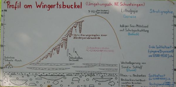 Schaubild: Bodenprofil am Wingertsbuckel bei Schwetzingen