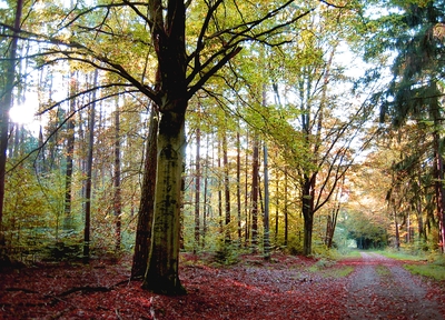 herbstlicher Wald